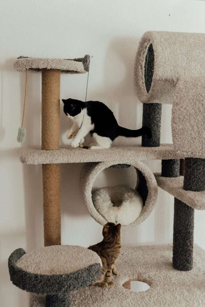 3 beautiful cats playing on the rug