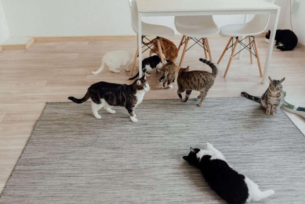 many cats playing on the rug in the living room