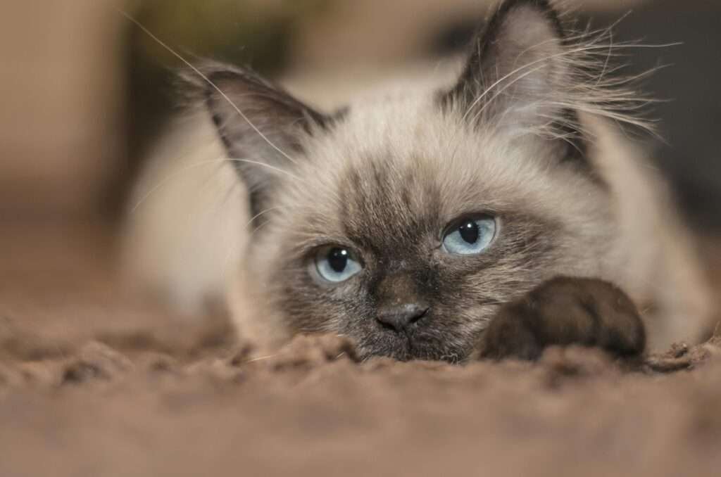 a beautiful fluffy cat on the rug