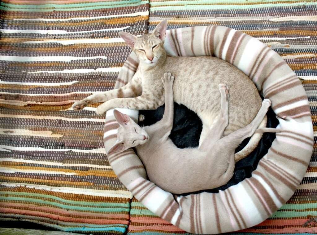 2 cats laying on the rug