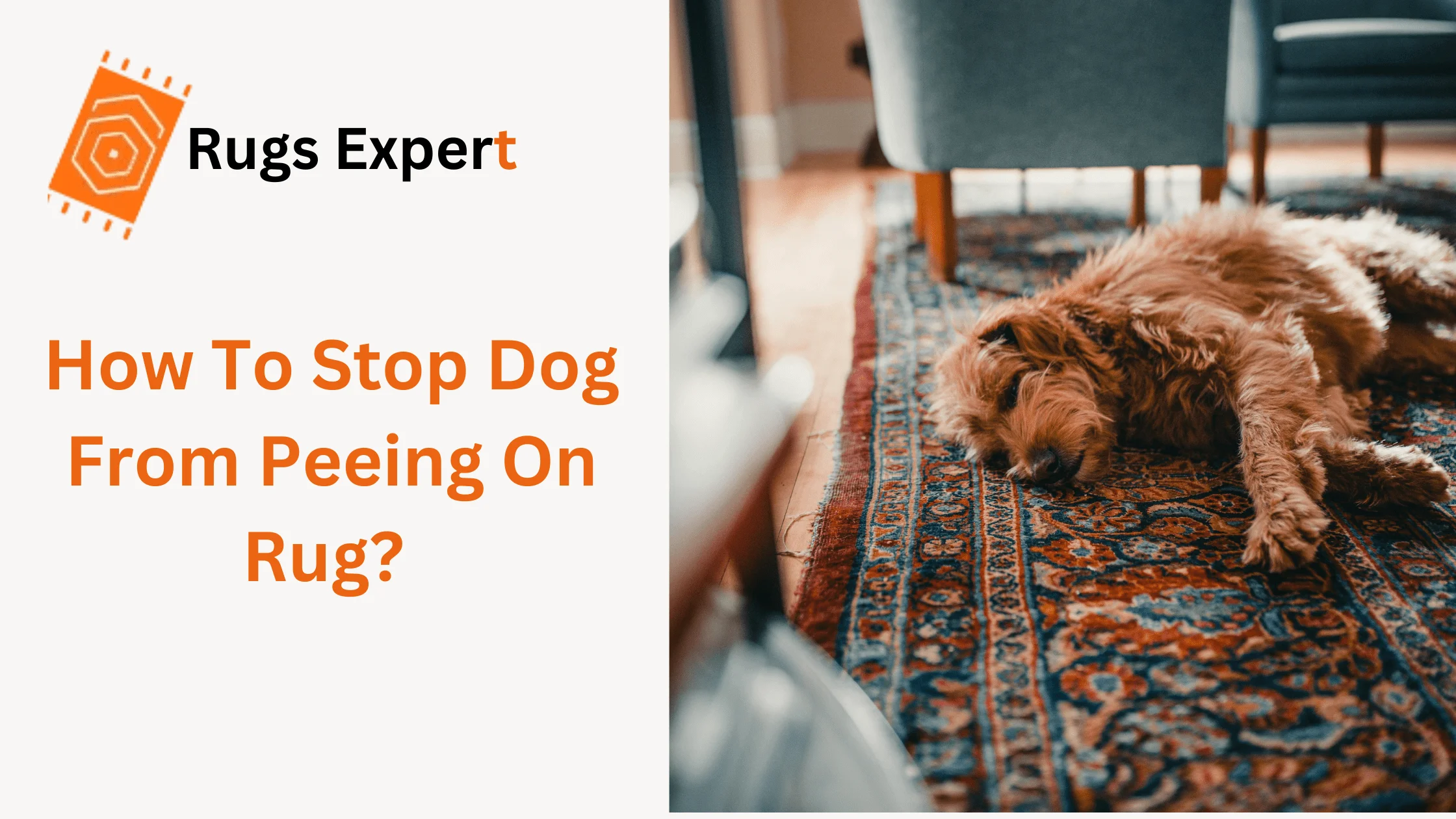 how to stop dog from peeing on rug