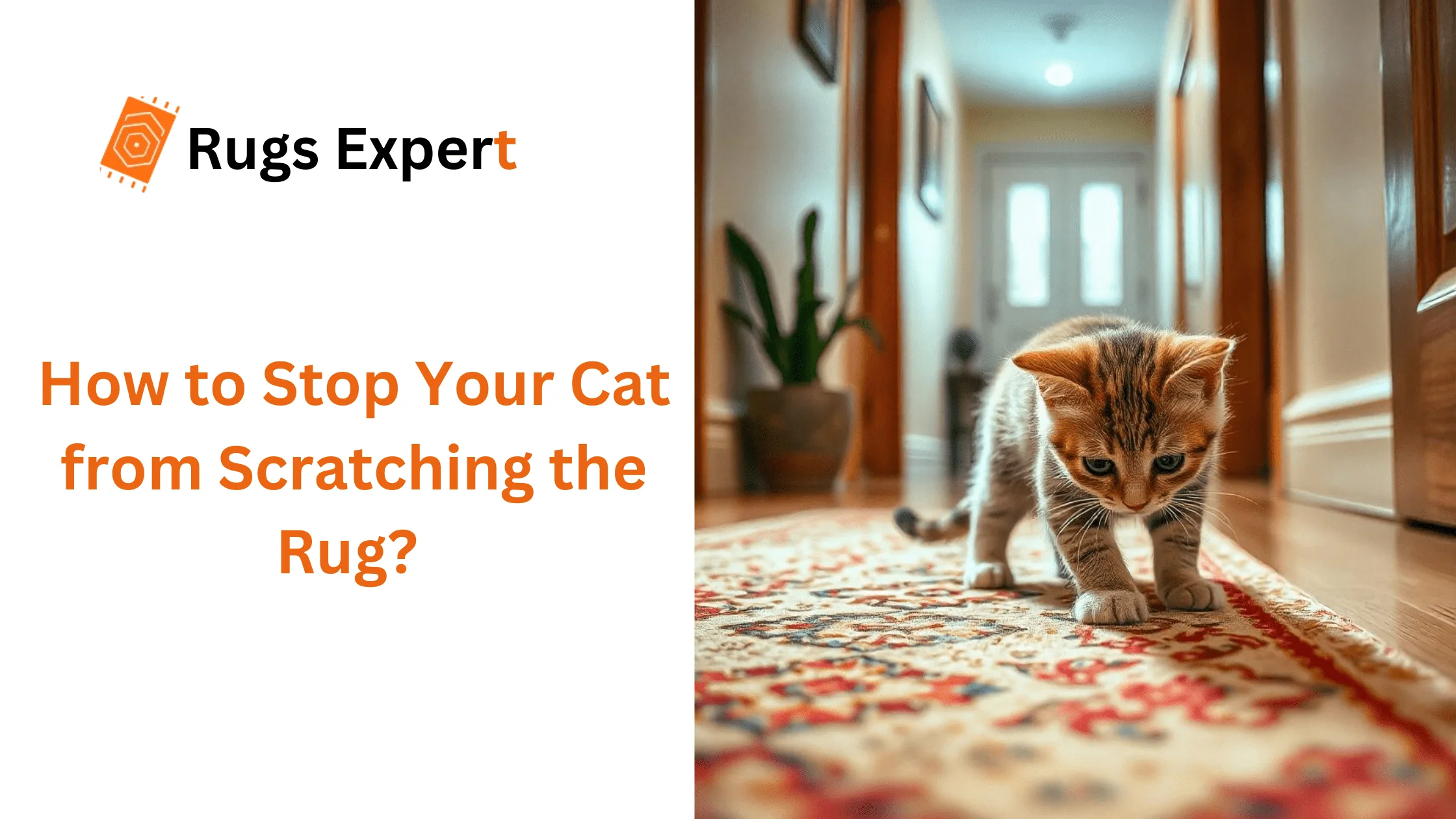text "how to stop your cat from scratching the rug?" and a cat on the rug in the hallway.